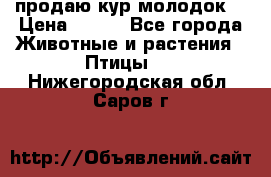 продаю кур молодок. › Цена ­ 320 - Все города Животные и растения » Птицы   . Нижегородская обл.,Саров г.